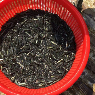 新余乌鳢鱼苗优选——明辉水产专业批发指南