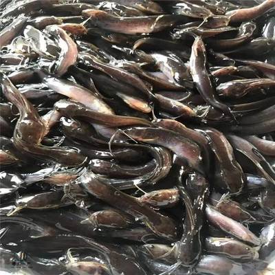 粤宏水产 专业批发优质埃及塘鲺鱼苗，信誉为本，服务全国