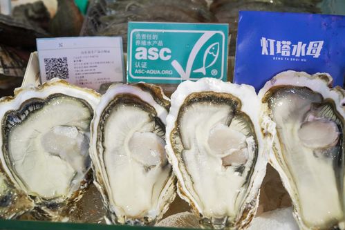 灯塔水母生蚝采购指南 品质、优势与批发注意事项