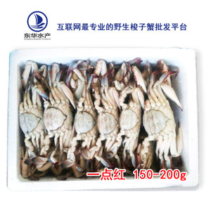 梭子蟹母价格行情与批发采购全攻略 从挑选到供应链，一文读懂蟹市商机