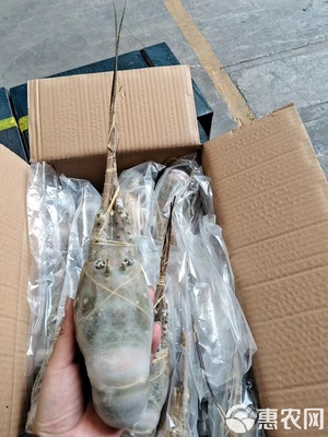 高端小青龙水产品批发指南